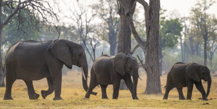 Elephants (Loxodonta africana), Xakanaxa, Moremi Game Reserve, Botswana