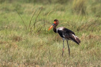Saddle-billed stork (Ephippiorhynchus senegalensis), Okavango Delta, Moremi Game Reserve, Botswana