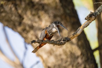 Giant kingfisher (Megaceryle maxima) sitting on branch on the Okavango River, Caprivi Strip,