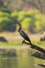 African darter (Anhinga rufa) sitting on branch on the Okavango River, Caprivi Strip, Namibia