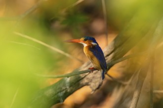 Malachite kingfisher (Corythornis cristatus) sitting on branch on the Okavango River, Caprivi