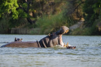 Hippopotamus (Hippopatamus amphibius) yawns and shows teeth in water, Kwando River, Zambezi region,