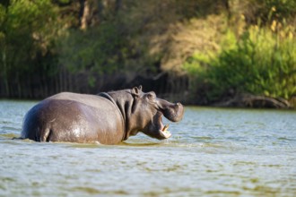 Hippopotamus (Hippopatamus amphibius) in water, Kwando River, Zambezi region, Caprivi Strip,