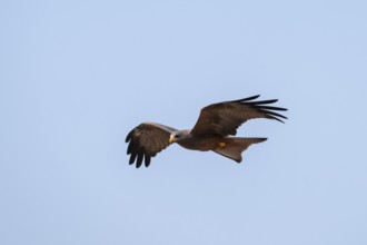 Black kite (Milvus migrans) flying against a blue sky, Moremi Game Reserve, Botswana
