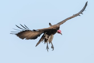 Hooded Vulture (Necrosyrtes monachus) in flight, Moremi Game Reserve, Botswana
