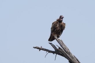 Hooded Vulture (Necrosyrtes monachus) sitting on a branch against a blue sky, Moremi Game Reserve,