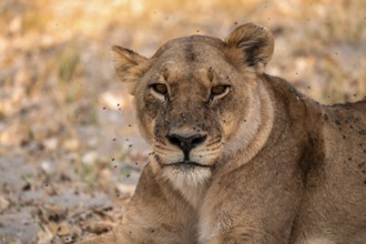Female, Lion (Panthera Leo), Moremi Game Reserve, Botswana
