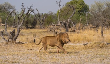 Maned lion, lion (Panthera Leo) runs to the side, savanna, Moremi Game Reserve, Botswana