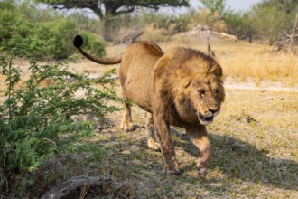 Maned Lion, Lion (Panthera Leo) runs, Savanna, Moremi Game Reserve, Botswana