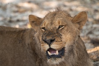 Animal portrait, young male, lion (Panthera Leo) lying, savanna, Moremi Game Reserve, Botswana