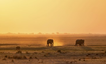 African elephant (Loxodonta africana), silhouette, sunset, atmospheric light, Ihaha, Chobe National