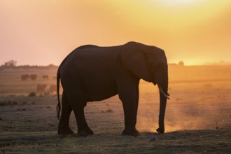 Herd, African Elephant (Loxodonta africana), Silhouette, Sunset, Ambient Light, Ihaha, Chobe