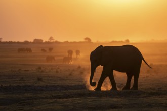 African elephant (Loxodonta africana), silhouette, sunset, atmospheric light, Ihaha, Chobe National