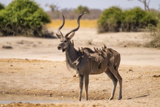Greater Kudu (Tragelaphus strepsiceros), Moremi Game Reserve, Botswana
