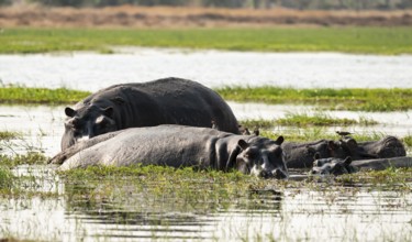 Hippopotamus (Hippopatamus amphibius), Okavango Delta, Moremi Game Reserve, Botswana
