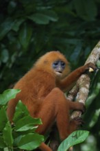 Red leaf monkey (Presbytis rubicunda) in a tree, Borneo, Malaysia