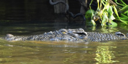 Saltwater crocodile (Crocodylus porosus) swimming in mangrove, Borneo, Malaysia