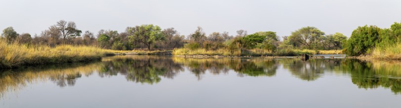 Panorama, landscape on the Kavango River, Zambezi region, Caprivi Strip, Namibia