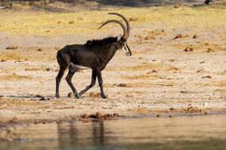 Sable, black antelope, black antelope (Hippotragus niger), Caprivi strip, Namibia