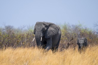 African elephant (Loxodonta africana) in dry savanna, Bwabwata National Park, Caprivi Strip,