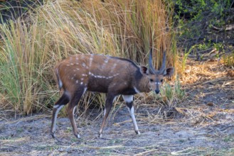 Schirrantilope or Bushbuck (Tragelaphus scriptus), Caprivi strip, Namibia