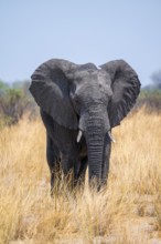 African elephant (Loxodonta africana) in dry savanna, Bwabwata National Park, Caprivi Strip,