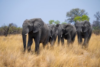 Herd of African elephants (Loxodonta africana) in dry savanna, Bwabwata National Park, Caprivi