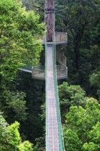 Canopy trail, Danum Valley, Borneo, Malaysia