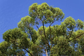 Parashorea malaanonan Tree, Critically endangered, Danum Valley, Borneo, Malaysia
