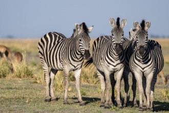 Herd of Steppe Zebras (Equus quagga), Ambient Light, Ihaha, Chobe National Park National Park,