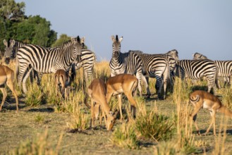 Impalas and steppe zebras (Equus quagga), atmospheric lighting, Ihaha, Chobe National Park National