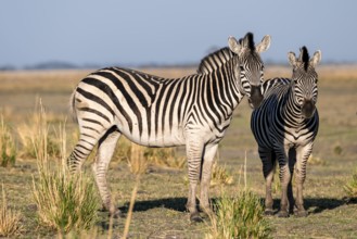 Two steppe zebras (Equus quagga), atmospheric lighting, Ihaha, Chobe National Park National Park,