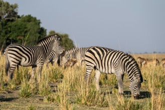 Three steppe zebras (Equus quagga), atmospheric lighting, Ihaha, Chobe National Park National Park,