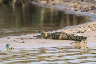 Baby Nile crocodile (Crocodylus niloticus) on the Okavango River, Caprivi Strip, Namibia
