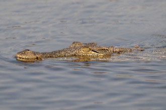 Nile crocodile (Crocodylus niloticus) swims Okavango River, Caprivi Strip, Namibia