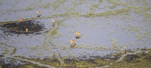 Impalas (Aepyceros melampus) in water, swamp, aerial view, Okavango Delta, Botswana