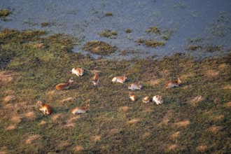 Herd of letschwe (Kobus leche), lychee bog antelope, riverbank, river landscape, aerial view,