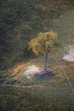 Species tree in the savanna, landscape, aerial view of the Okavango Delta, near Maun, Okavango