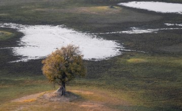 Species tree in the savanna, landscape, aerial view of the Okavango Delta, near Maun, Okavango