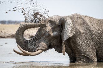 Mud bath, animal behavior, African elephant (Loxodonta africana), at waterhole, Nxai Pan National