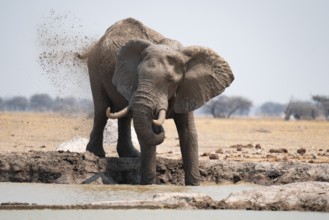 Male, African elephant (Loxodonta africana), mud bath at waterhole, Nxai Pan National Park,
