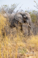 African elephant (Loxodonta africana), Nxai Pan National Park, Botswana