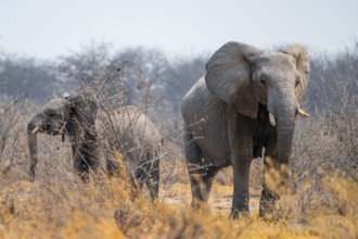 African elephant (Loxodonta africana), Nxai Pan National Park, Botswana