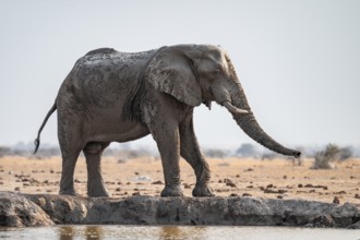 African elephant (Loxodonta africana) drinking at waterhole, Nxai Pan National Park, Botswana