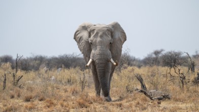 African elephant (Loxodonta africana), running, Nxai Pan National Park, Botswana