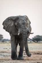 African elephant (Loxodonta africana), frontal, dramatic atmosphere, Nxai Pan National Park,