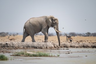 Male, African elephant (Loxodonta africana), at waterhole, Nxai Pan National Park, Botswana
