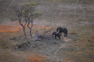African elephant (Loxodonta africana) in dry savanna, aerial view, Okavango Delta, Botswana