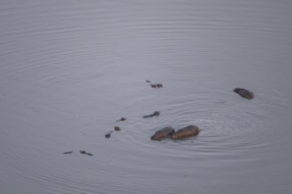 Single hippopatamus (Hippopatamus amphibius) in water, aerial view, Okavango Delta, Botswana