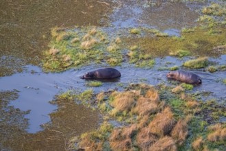 Two hippos (Hippopatamus amphibius) in water, swamp, aerial view, Okavango Delta, Botswana